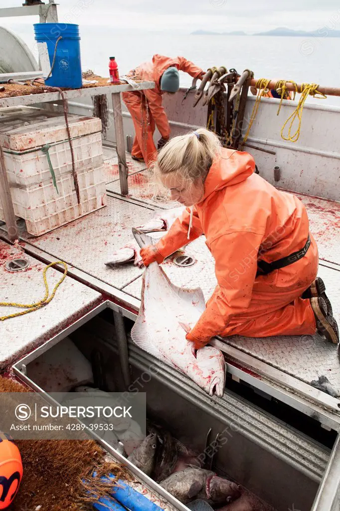 Young woman placing gutted halibut in the fish hold to be iced during commercial longline fishing, Southwest Alaska, summer.