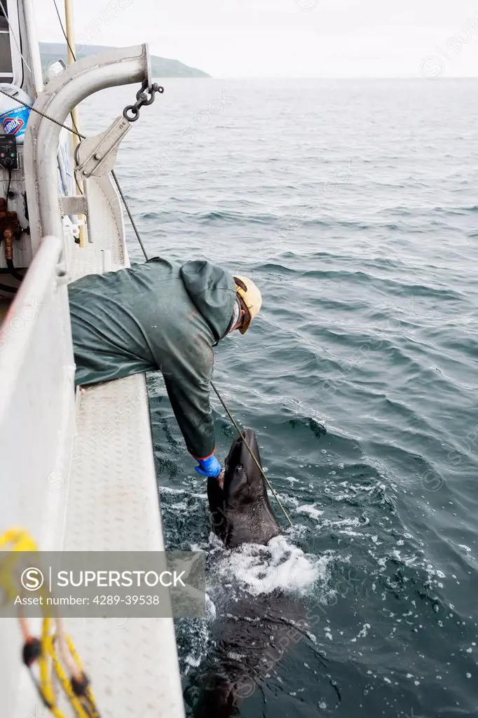Buck Laukitis removing a Pacific sleeper shark from his commercial halibut longline gear, Southwest Alaska, summer.