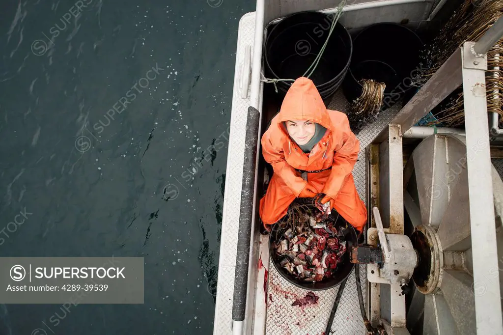 Baiting halibut longline hooks with pink salmon while preparing to commercial fish for halibut in Morzhovoi Bay, near False Pass, Southwest Alaska, su...