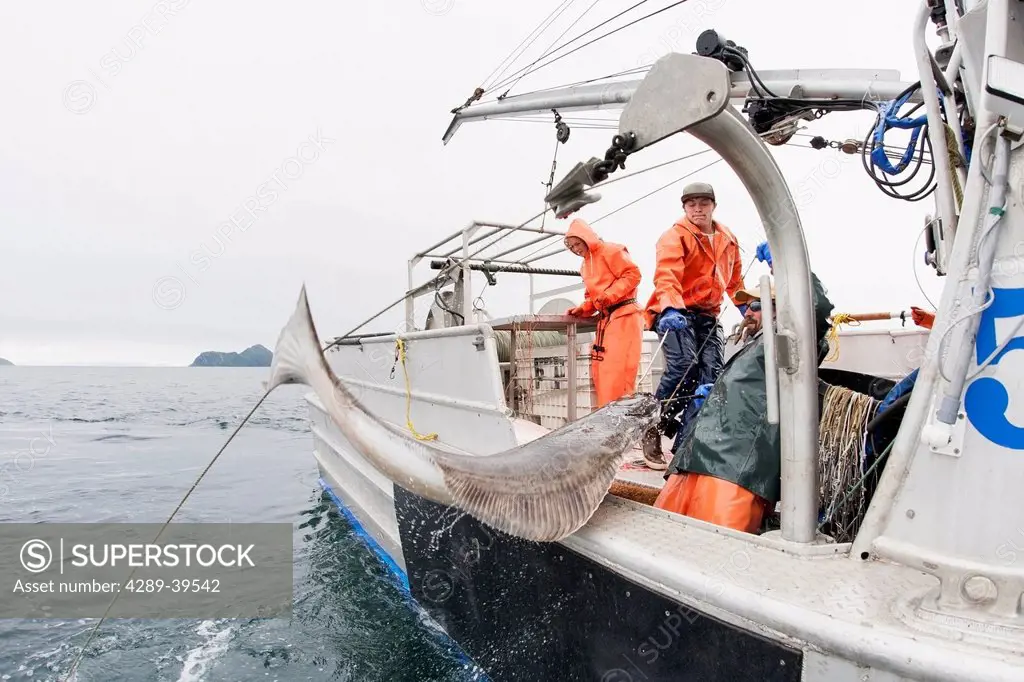 Gaffing halibut to bring aboard during commercial longline fishing, Southwest Alaska, summer.