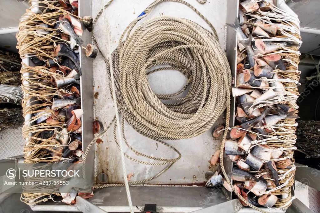 Commercial halibut fishing longline hooks baited with pink salmon sit ready to be set out while fishing near False Pass, Alaska Peninsula, Southwest A...