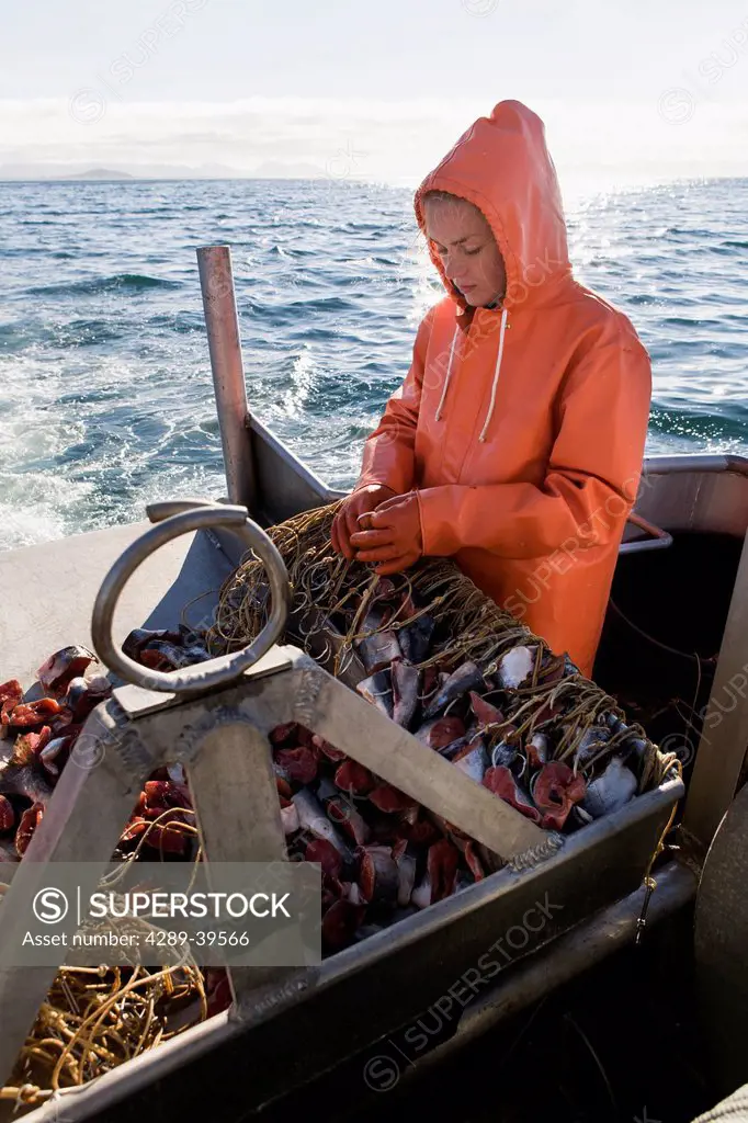 Baiting halibut longline hooks with pink salmon while preparing to commercial fish for halibut near King Cove, Alaska Peninsula, Southwest Alaska, sum...