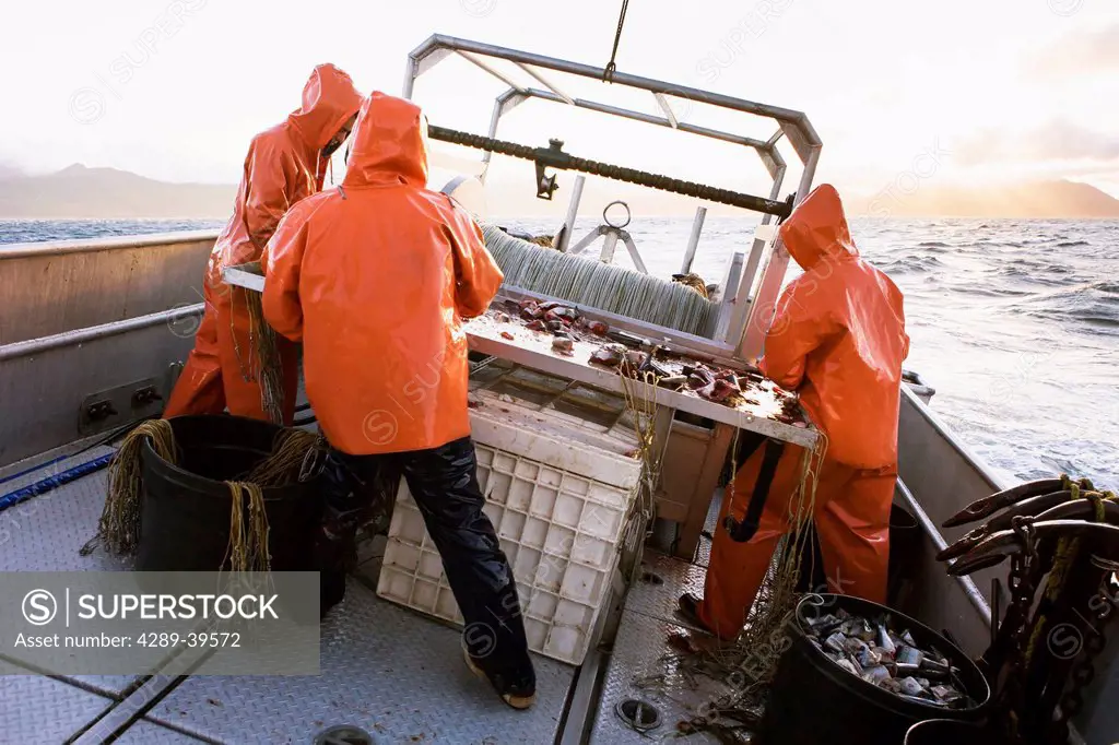Deckhands attempting to bait halibut longline hooks with pink salmon on a stormy day, near King Cove, Alaska Peninsula, Southwest Alaska, summer.