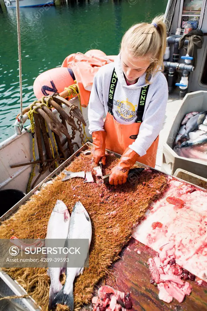 Preparing pink salmon for commercial halibut longlining bait, King Cove, Alaska Peninsula, Southwest Alaska, summer.