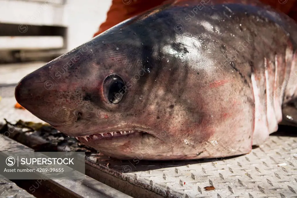 A salmon shark caught while salmon fishing in the Alaska Department of Fish and Game 'Alaska Peninsula Area' also known as 'Area M'. This has been a c...