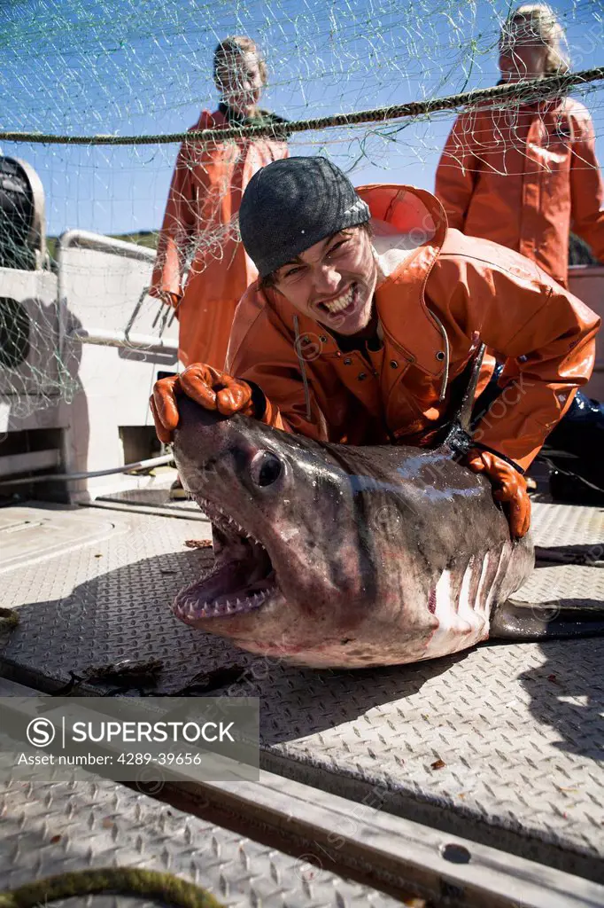 A salmon shark caught while salmon fishing in the Alaska Department of Fish and Game 'Alaska Peninsula Area' also known as 'Area M'. This has been a c...