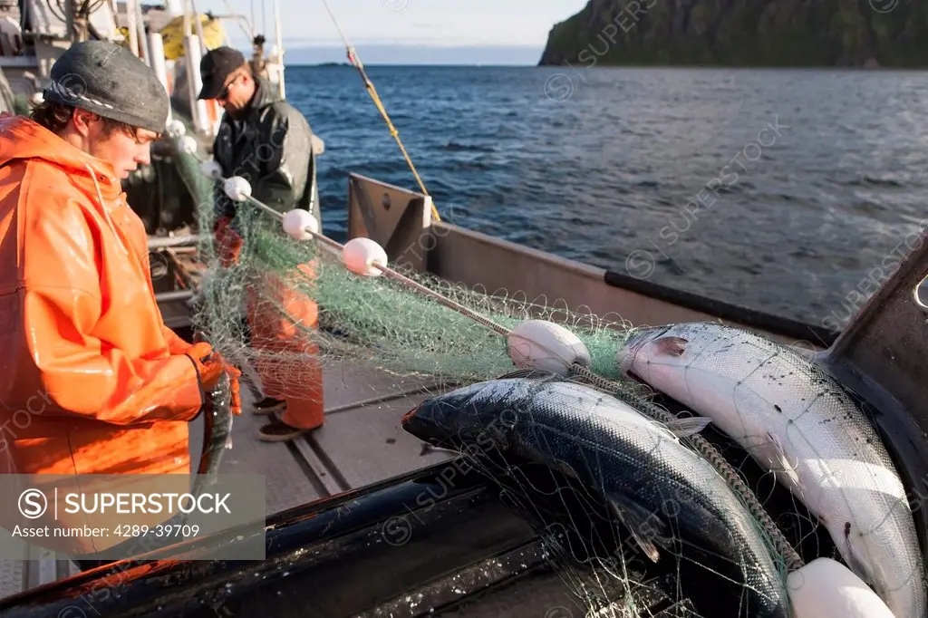 Salmon fishing in front of Cape Pankoff on Unimak Island in the Alaska Department of Fish and Game 'Alaska Peninsula Area' also known as 'Area M'. Thi...