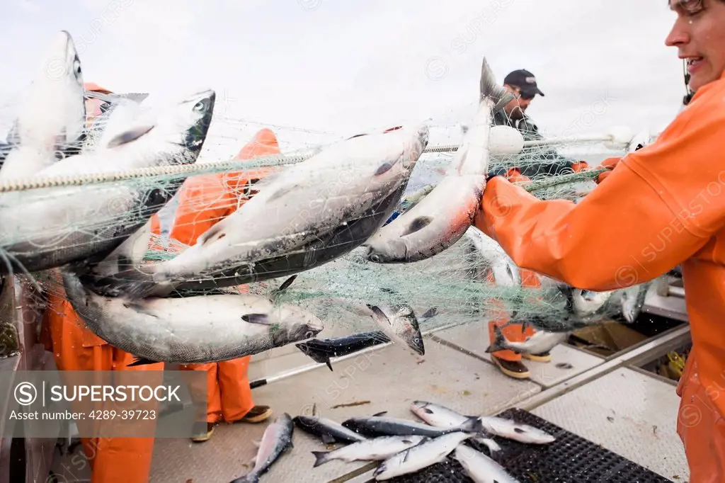 Salmon fishing in the Alaska Department of Fish and Game 'Alaska Peninsula Area' also known as 'Area M'. This has been a controversial fishing region.