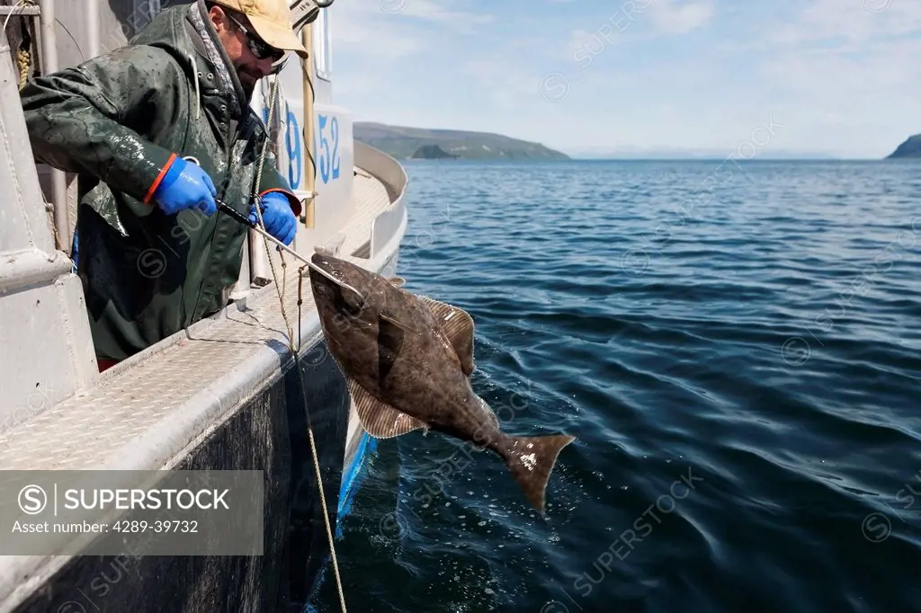 Gaffing halibut to bring aboard during commercial longline fishing, Southwest Alaska, summer.