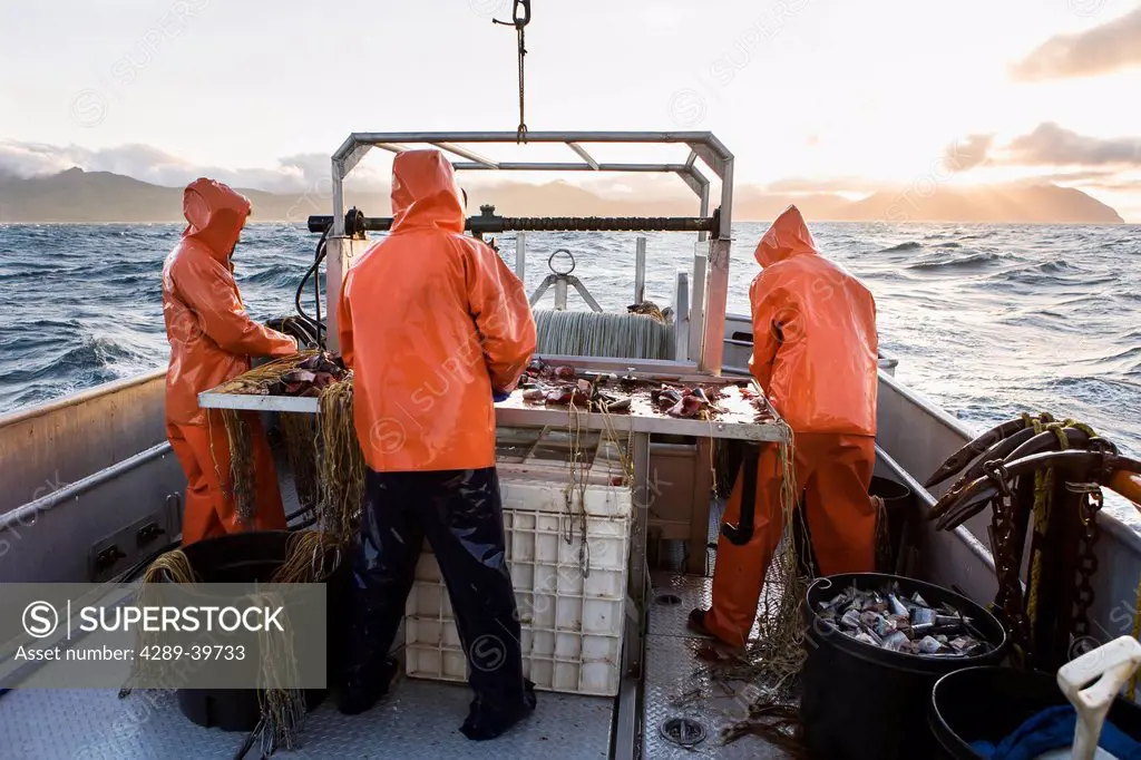 Deckhands attempting to bait halibut longline hooks with pink salmon on a stormy day, near King Cove, Alaska Peninsula, Southwest Alaska, summer.
