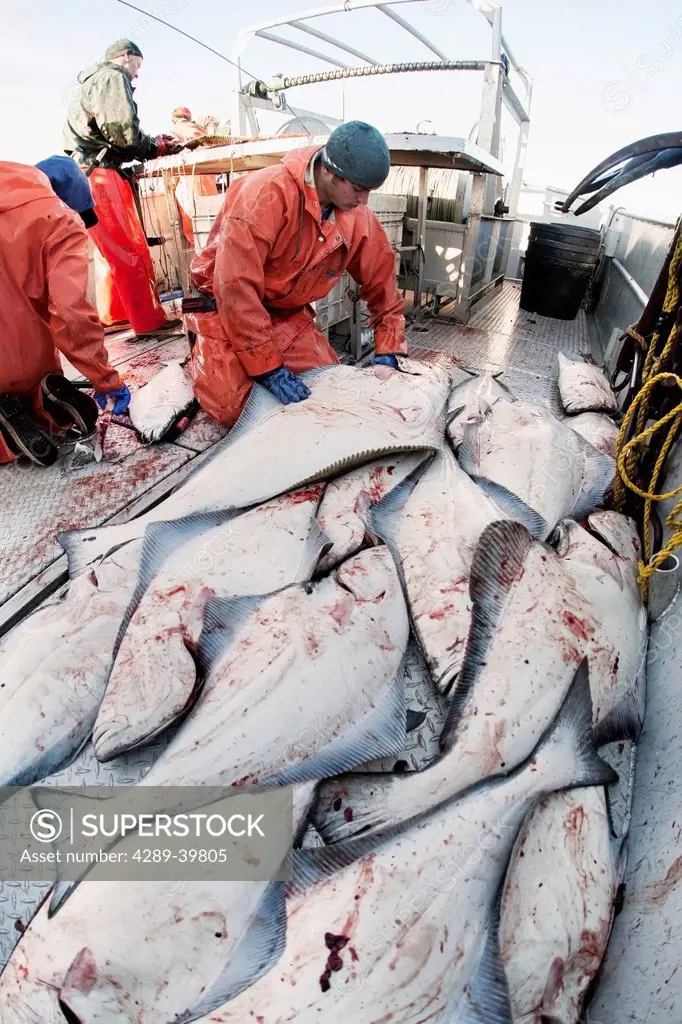 Placing gutted halibut in the fishhold to be iced during commercial longline fishing, Southwest Alaska, summer.