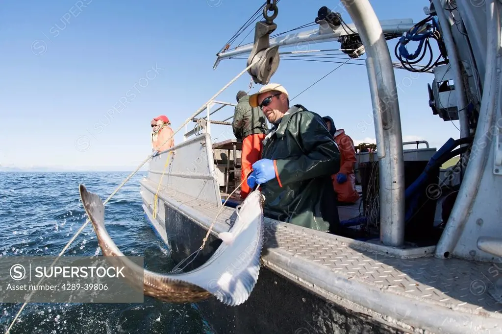 Gaffing halibut to bring aboard during commercial longline fishing in Ikatan Bay near False Pass, Southwest Alaska, summer.
