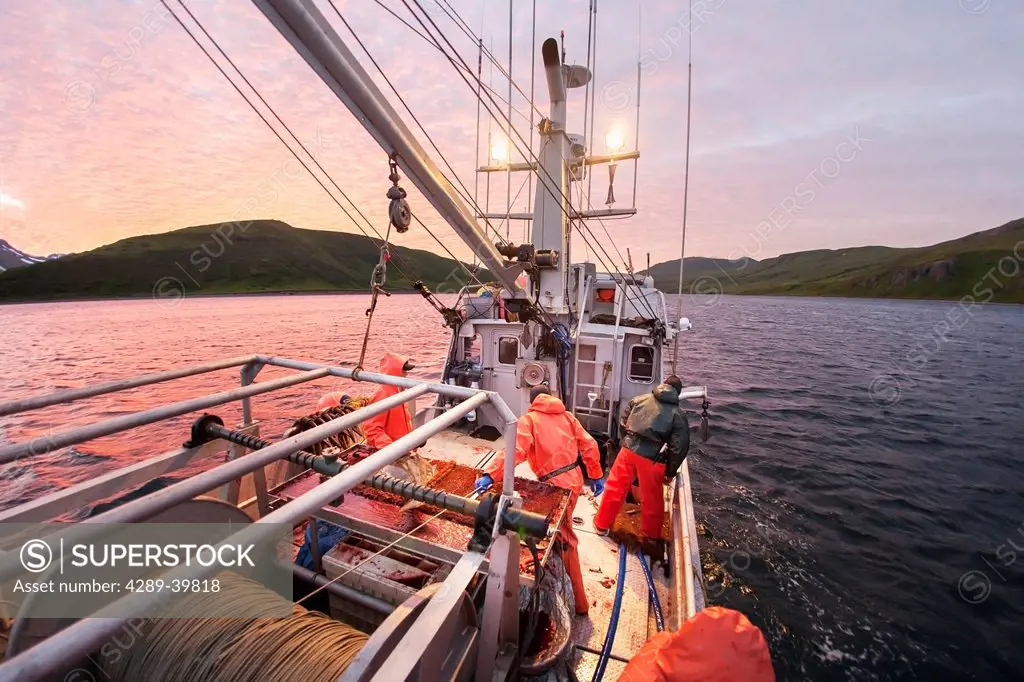 Gaffing halibut to bring aboard during commercial longline fishing, Southwest Alaska, False Pass,summer.