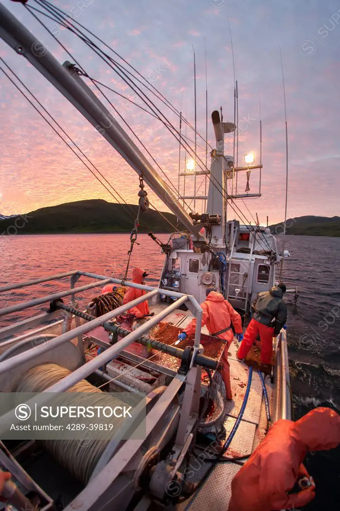 Gaffing halibut to bring aboard during commercial longline fishing, Southwest Alaska, False Pass, summer.