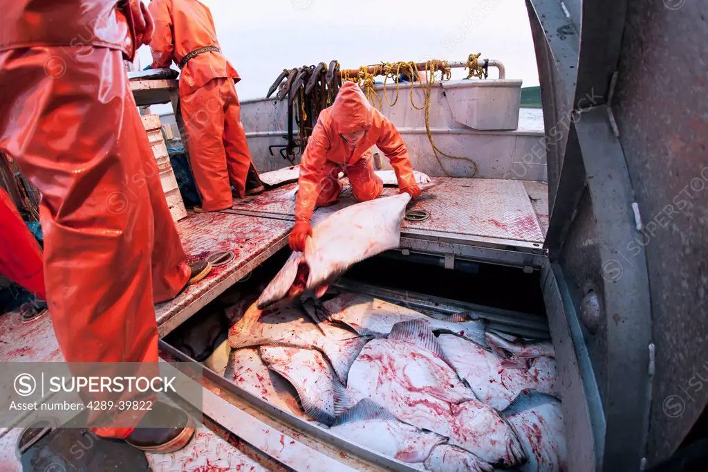 Placing gutted halibut in the fishhold to be iced during commercial longline fishing, Southwest Alaska, False Pass, summer.