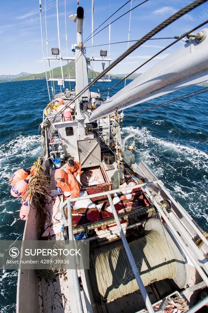 Gutting halibut while commercial longline fishing near Cold Bay, Southwest Alaska, summer.