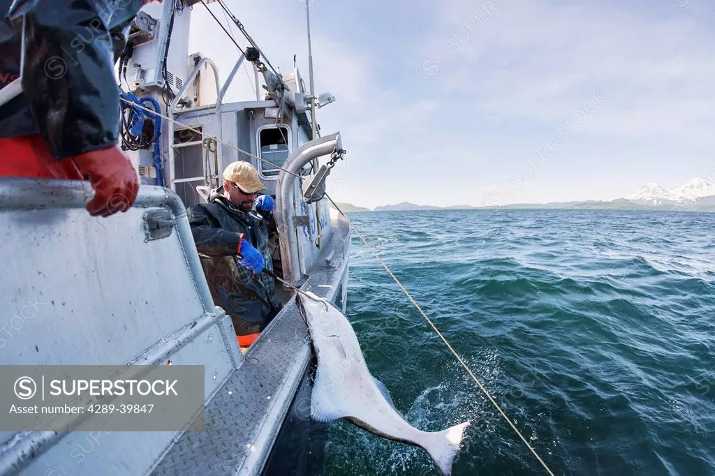 Gaffing halibut to bring aboard during commercial longline fishing, Southwest Alaska, False Pass, summer.