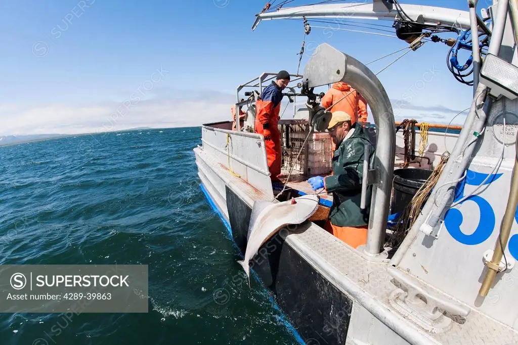 Gaffing halibut to bring aboard during commercial longline fishing, False Pass, Southwest Alaska, summer.