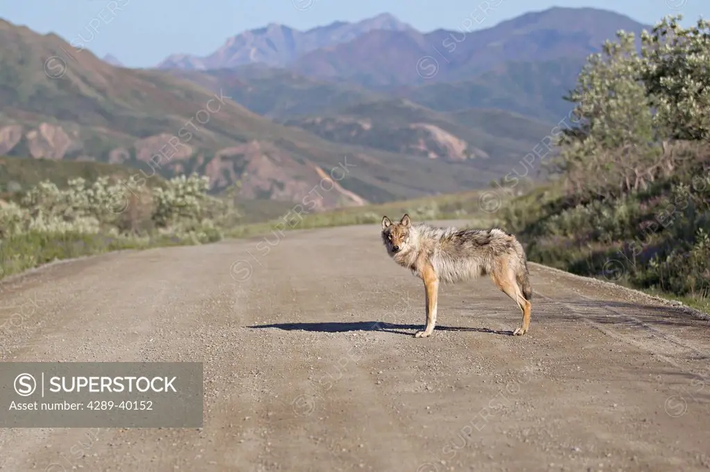 A wolf stops on Park Road in Denali National Park and Preserve, Interior Alaska, Summer