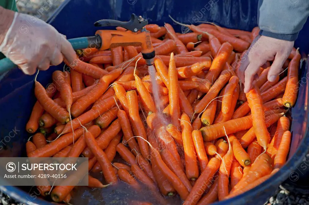 Local farmer washes carrots in a wheelbarrow after a fall harvest in Palmer,Southcentral Alaska.