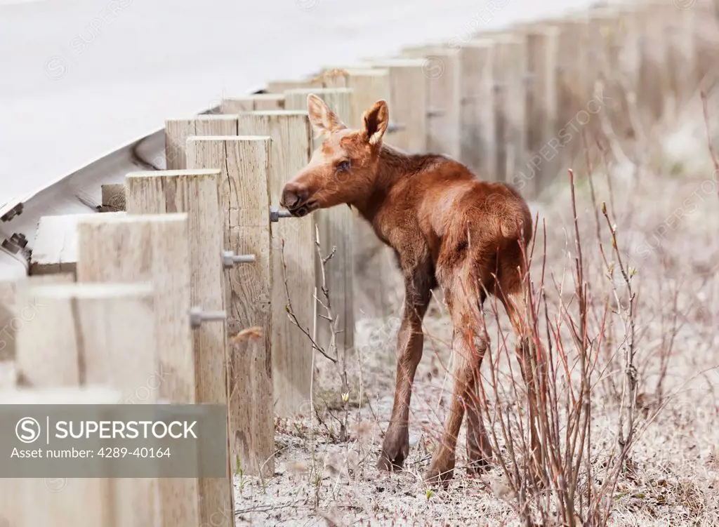 A baby moose standing by the Wasilla Fishhook Road in May in Palmer, Alaska.