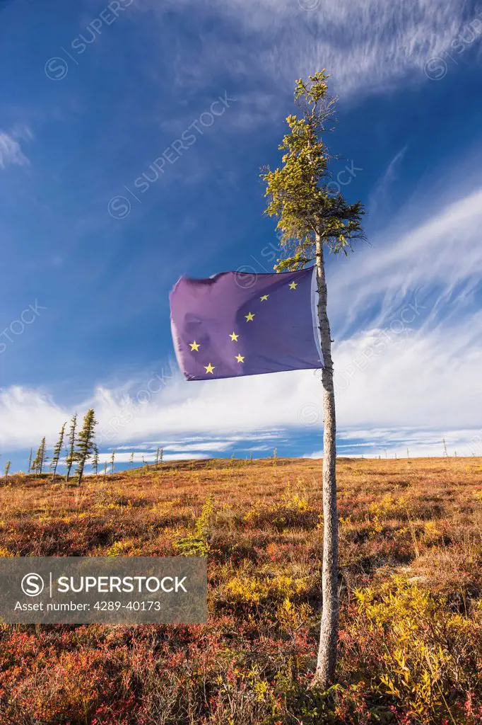 An Alaskan Flag tied to a Black Spruce Tree marks the location of a good Blueberry patch alonside the Steese Highway north of Fairbanks on a sunny fal...