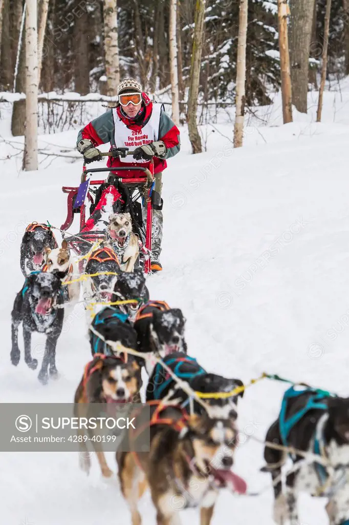 Greg Sellentin mushes his team along the Chester Creek green belt in Anchorage, Alaska during the first day of the Fur Rendezvous World Champion Sled ...