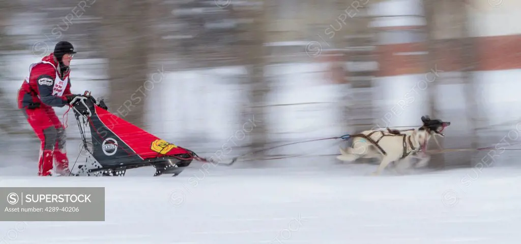 Ken Chezik mushes his team along the Chester Creek green belt in Anchorage, Alaska in a snow storm during the first day of the Fur Rendezvous World Ch...