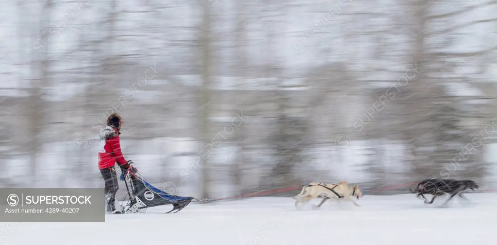 Arleigh Reynolds mushes his team along the Chester Creek green belt in Anchorage, Alaska in a snow storm during the first day of the Fur Rendezvous Wo...