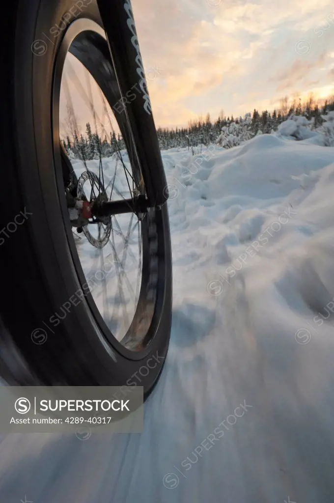 Low Angle Perspective View Of A Fatback Bicyle And Tire Trail Riding In Winter, Far North Bicentennial Park, Anchorage, Southcentral Alaska
