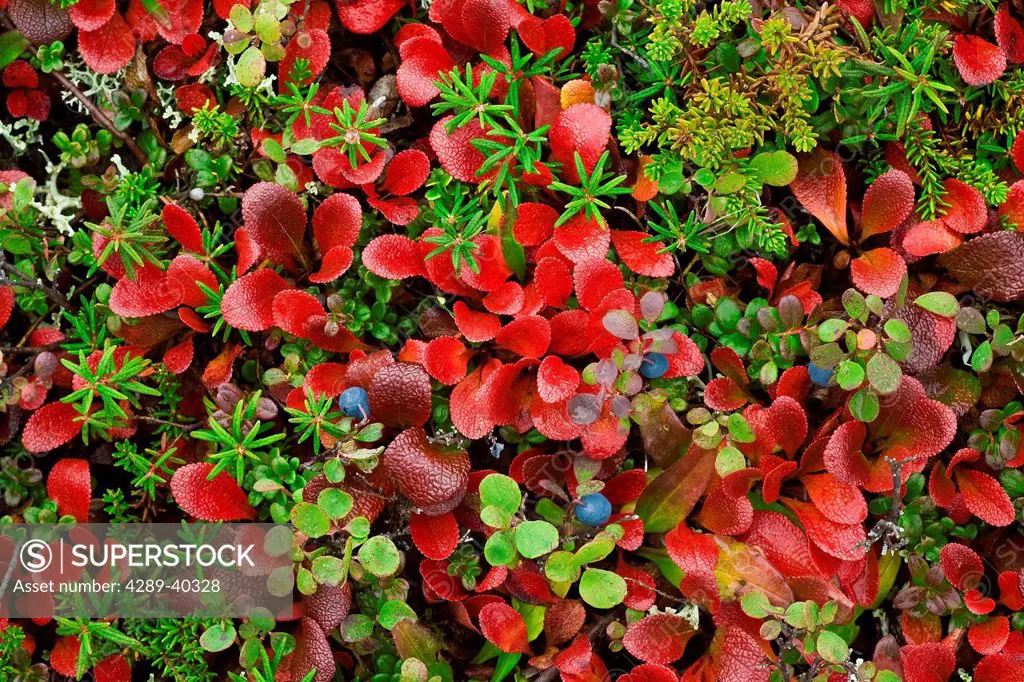 Close Up Of Tundra Vegetation Including Bearberry, Lichens, Moss And Bog Blueberries In Denali National Park, Interior Alaska, Fall