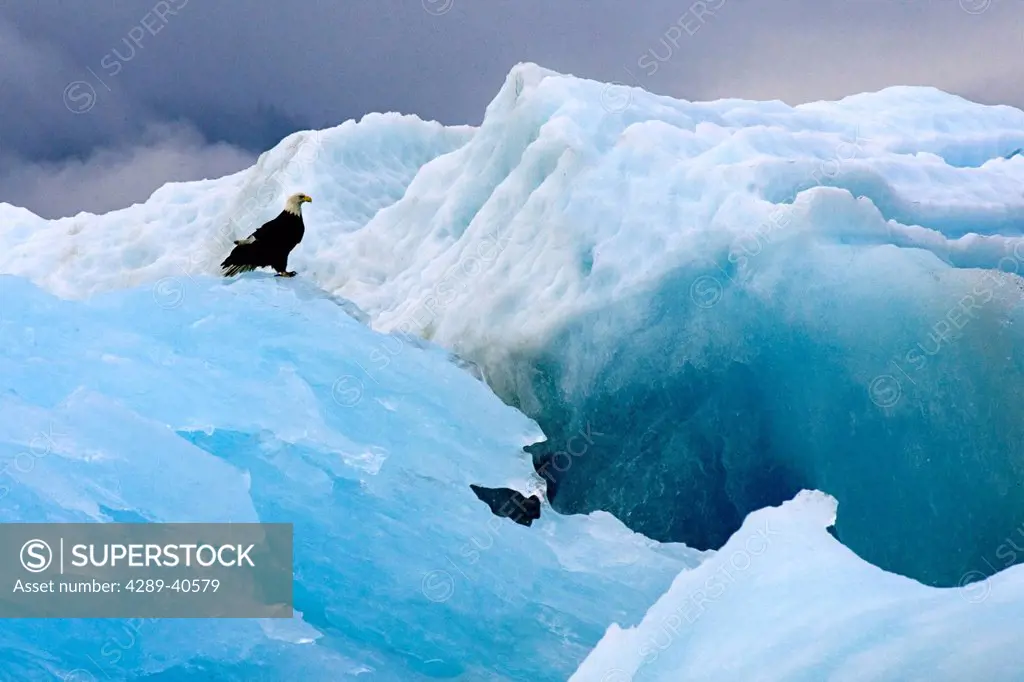 Alaska, Le Conte Glacier, Bald Eagle (Haliaeetus Leucocephalus) Perched Upon An Iceberg.