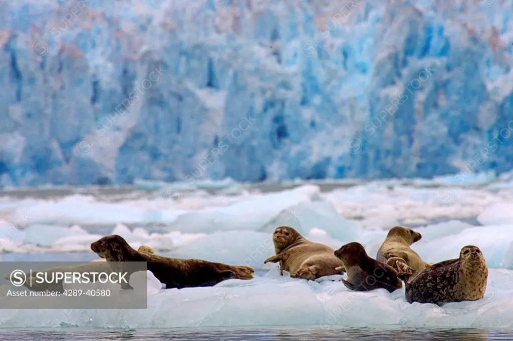 Alaska, Le Conte Glacier, Harbor Seals Resting On Iceflow.