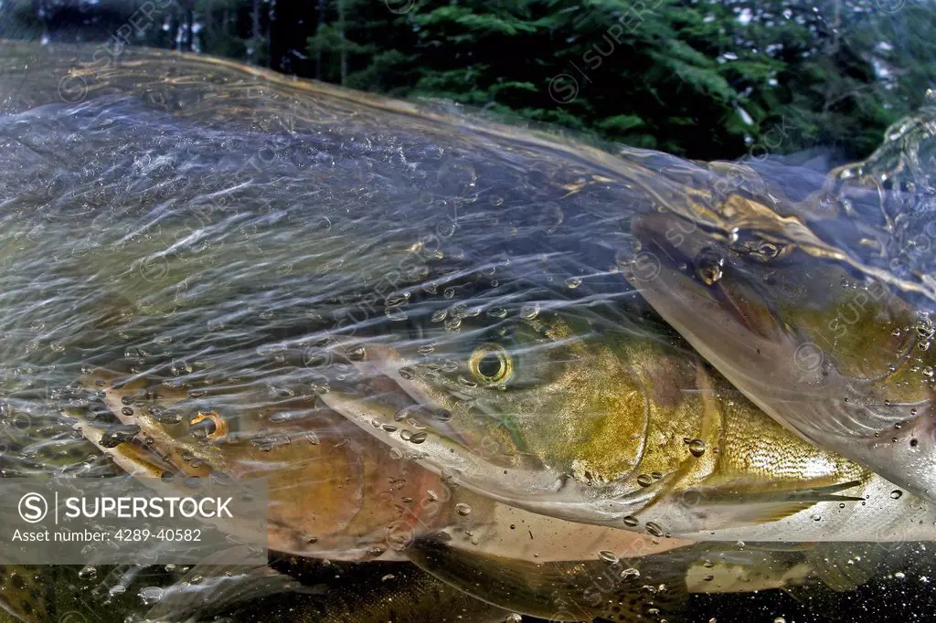 Alaska, Sitka, Pink Salmon (Oncorhynchus Gorbuscha) Swimming Up The Indian River To Spawn.