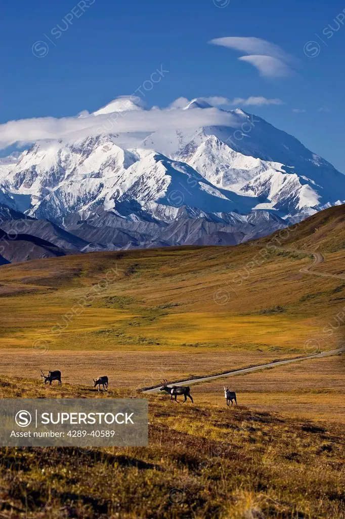 View Of Mt. Mckinley With Caribou On Stony Pass And The Park Road In The Background In Denali National Park, Alaska