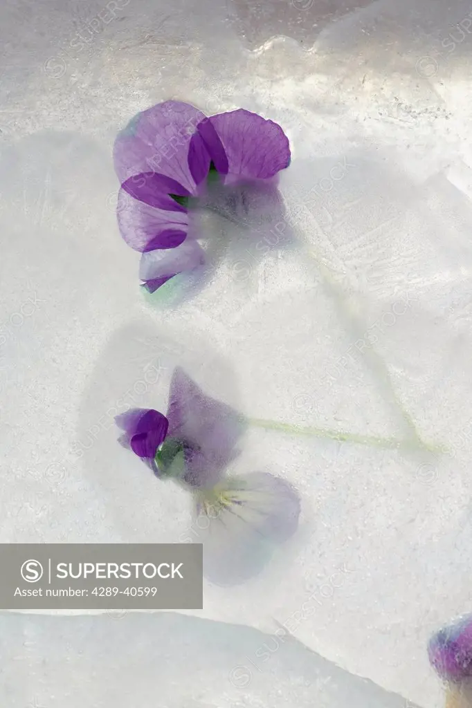 Close Up Of A Viola Flower Frozen In A Block Of Ice