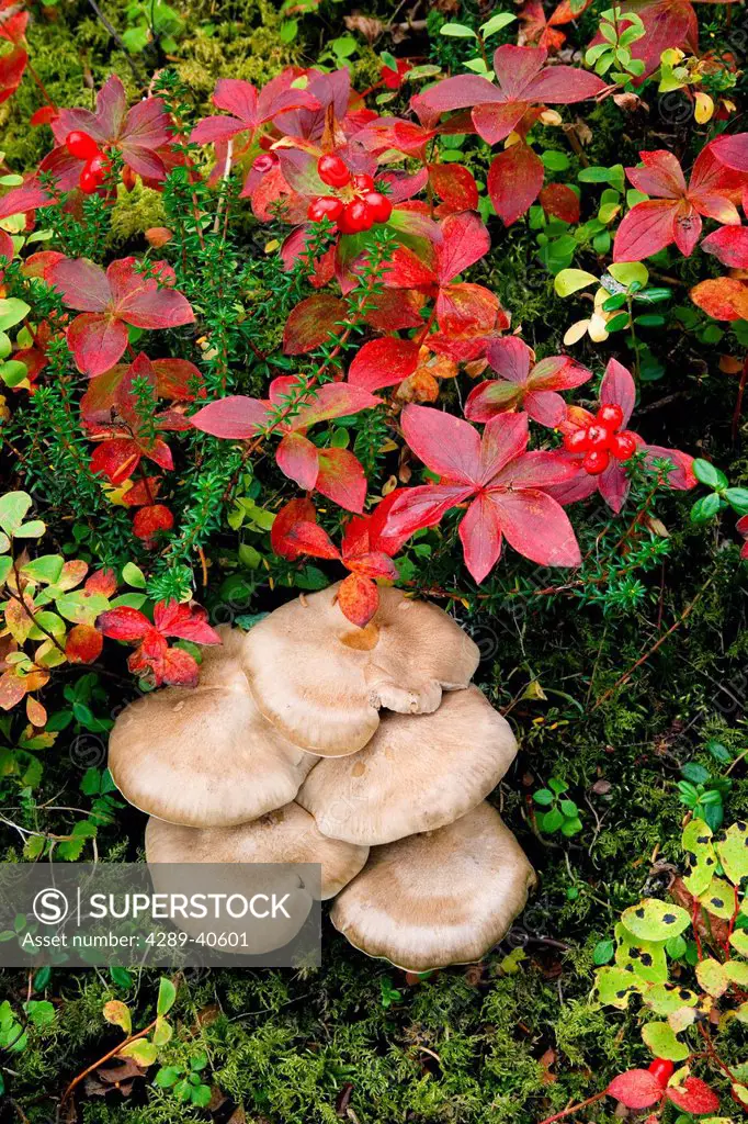 Close Up Of Mushrooms And Dogwood In Early Fall. Near Byers Lake In Southcentral Alaska.
