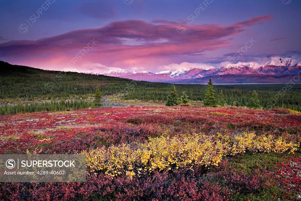 Scenic View Of Alpine Tundra With Alaska Range In The Background With Alpenglow At Sunset In Denali National Park, Alaska