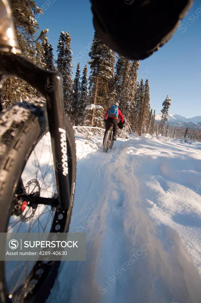 Low Angle Perspective View Of A Two People Riding Fatback Bicyles Trail Riding In Winter, Far North Bicentennial Park, Anchorage, Southcentral Alaska