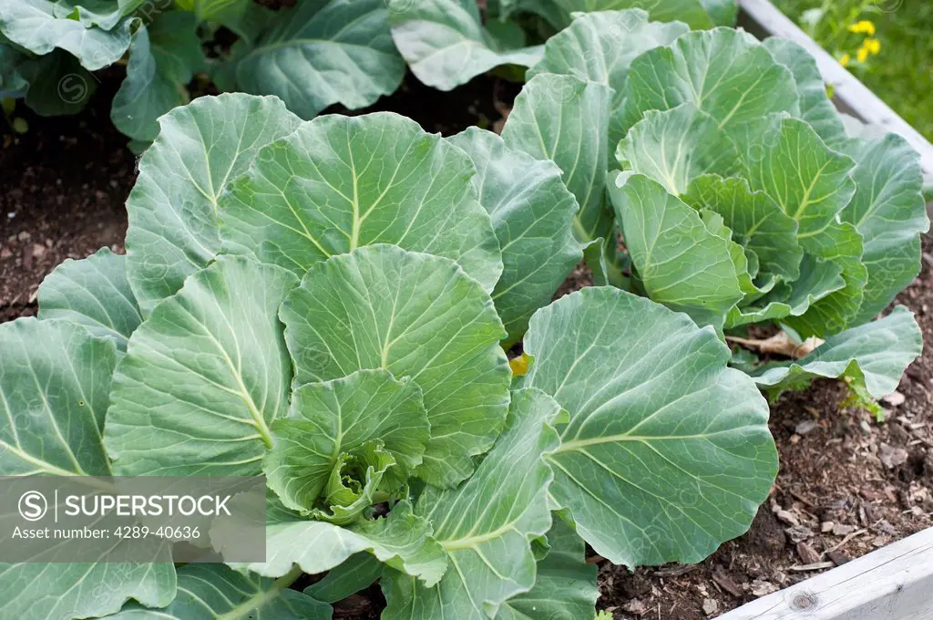 Closeup Of Large Cabbages Growing In A Front Yard Garden In A Residential Anchorage Neighborhood, Southcentral Alaska, Summer