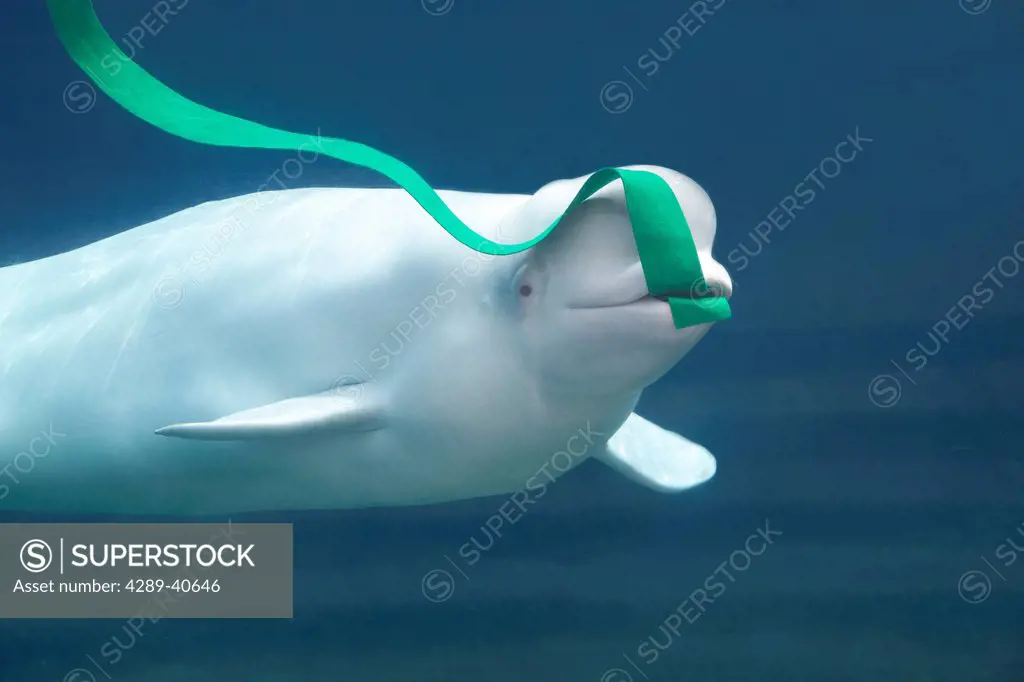 A Beluga Whale Holds A Toy (Green Ribbon) In Its Mouth As It Swims Past An Observation Glass At The Mystic Aquarium In Mystic, Connecticut.