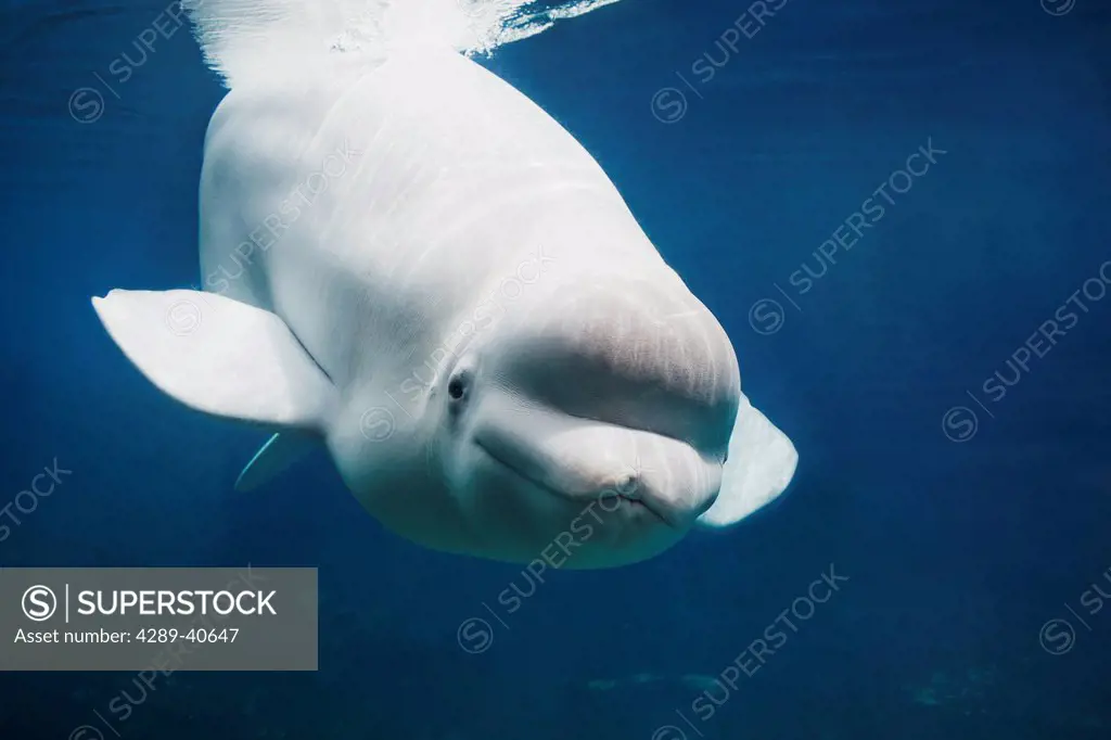 Close Up Front View Of The Head And Face Of A Beluga Whale Looking Through The Observation Glass At The Mystic Aquarium In Mystic, Connecticut.