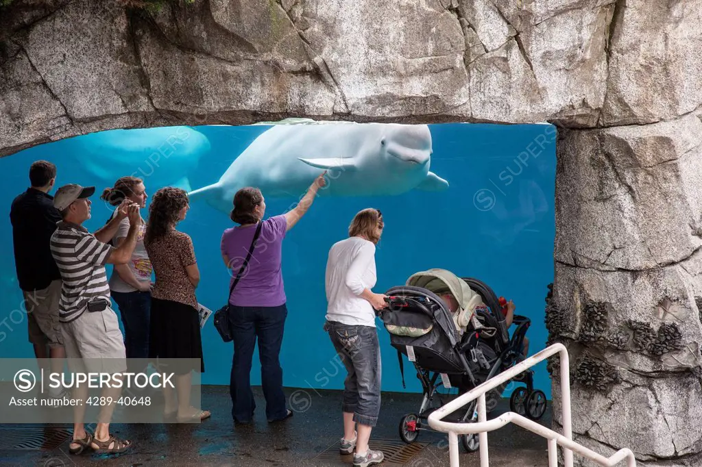 Visitors At The Mystic Aquarium In Mystic, Connecticut Watch A Beluga Whale Through The Viewing Glass. No Mr.