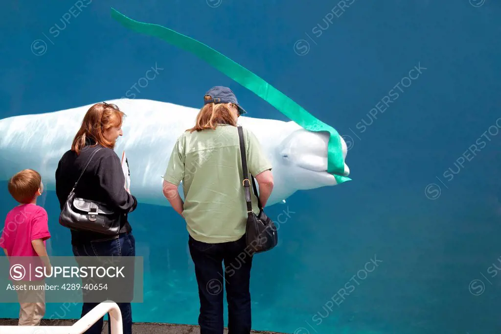 A Small Boy, His Mother And Grandmother Watch A Beluga Whale Swim Past An Observation Glass At The Mystic Aquarium In Mystic, Connecticut. Mr10-10 (Sa...