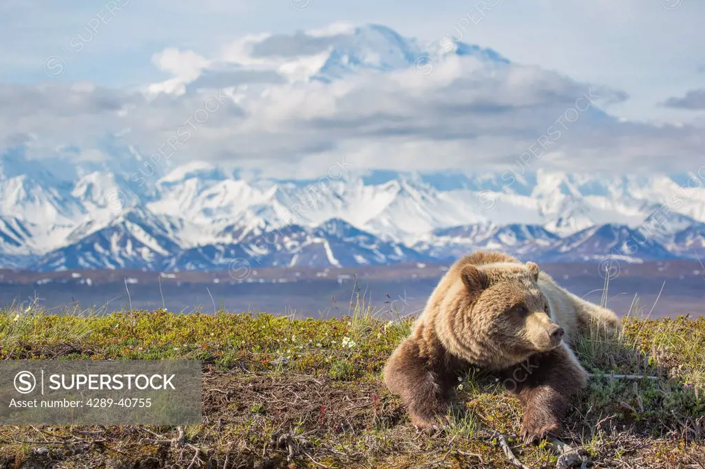 Young Grizzly Bear Rests Along The Spring Tundra In Front Of Mt Mckinley, Denali National Park, Alaska.