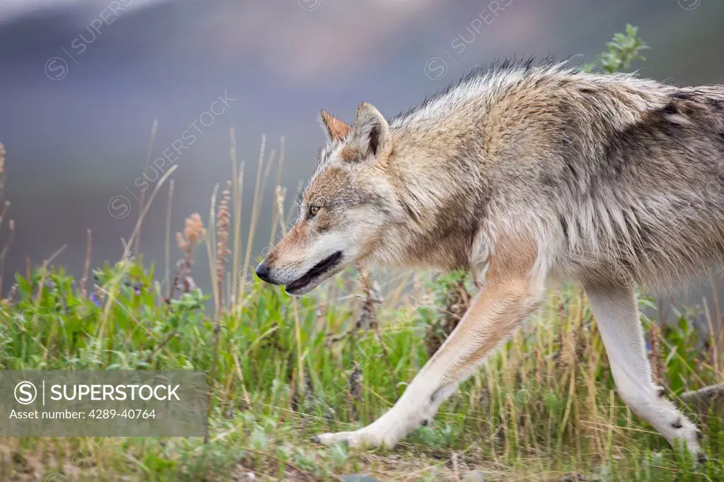 Gray Wolf, Denali National Park, Interior, Alaska.