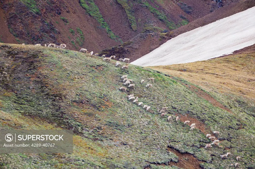 Herd Of Caribou On Mountain Hillside In Denali National Park, Alaska.