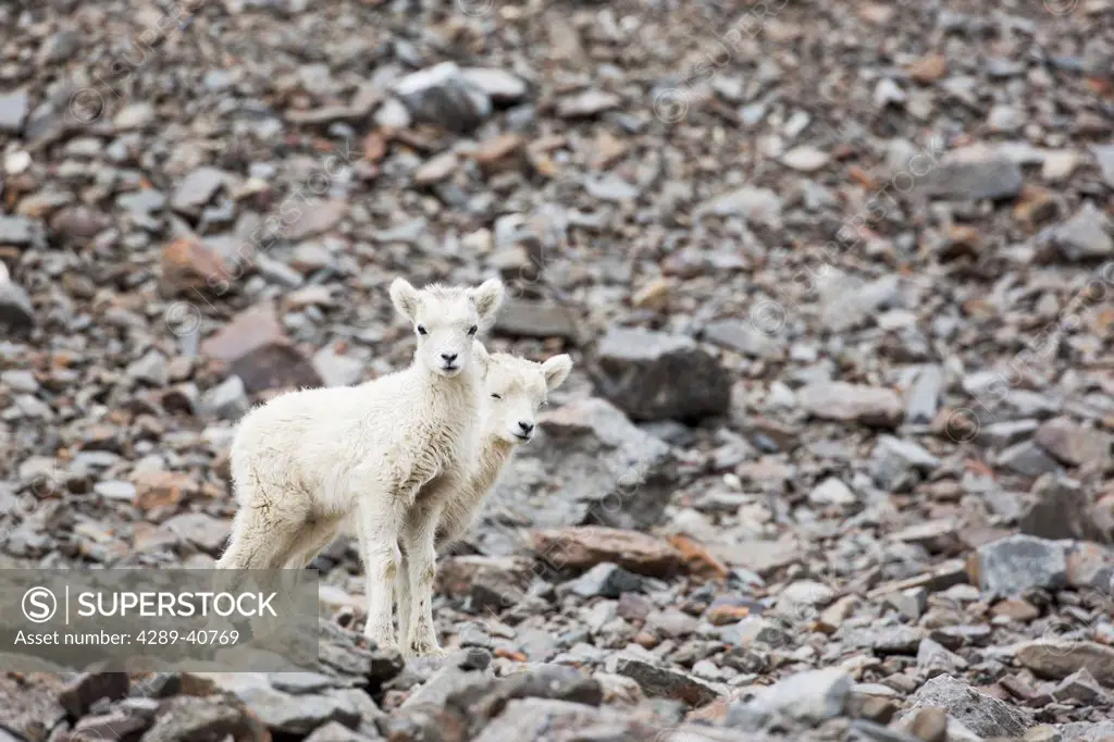 Dall Sheep Spring Lambs In The Brooks Range Mountains, Alaska.