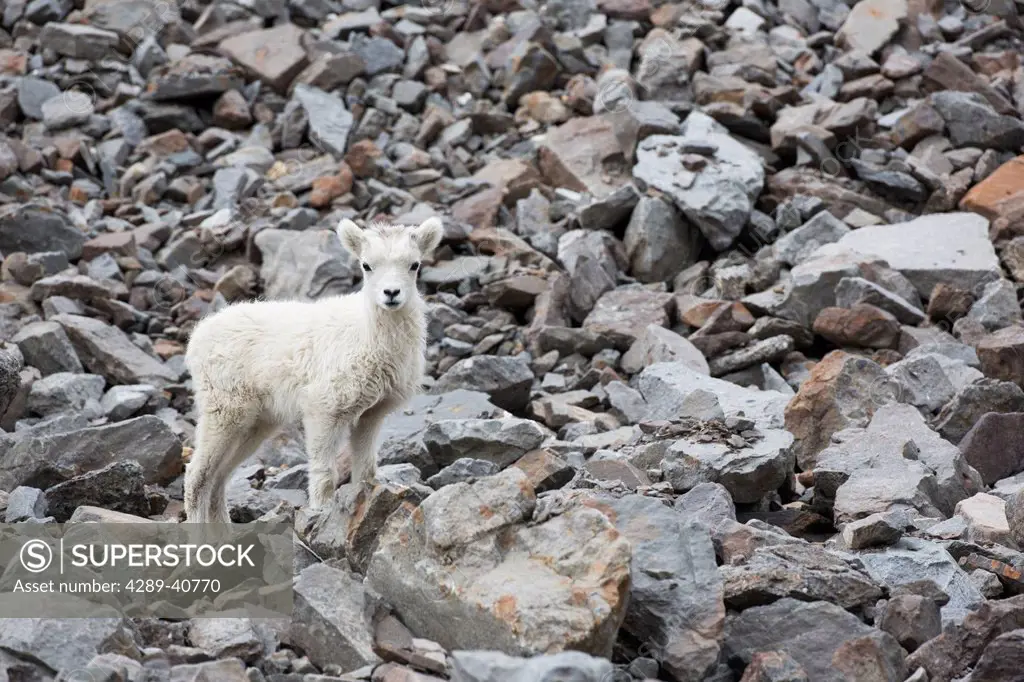Dall Sheep Spring Lamb In The Brooks Range Mountains, Alaska.