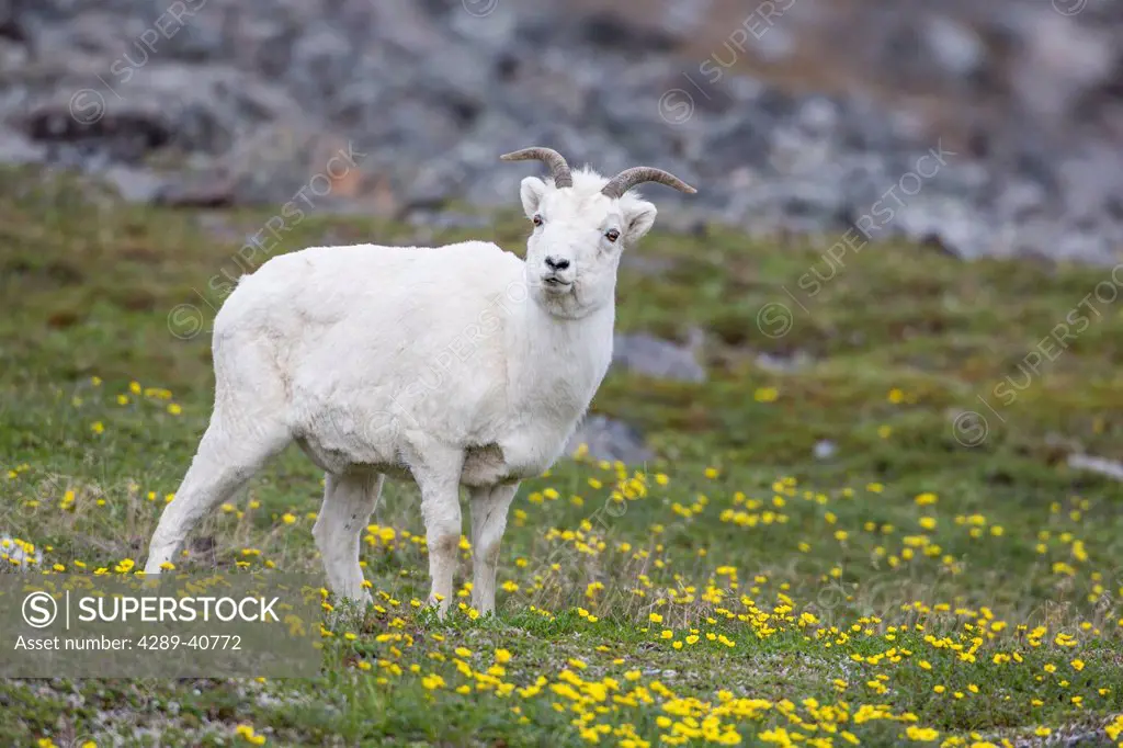 Dall Sheep Ewes Graze On The Tundra Vegetation, Decorated By Ross Avens, In The Brooks Mountain Range, Alaska.